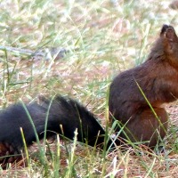 Eichhörnchen in Poreč